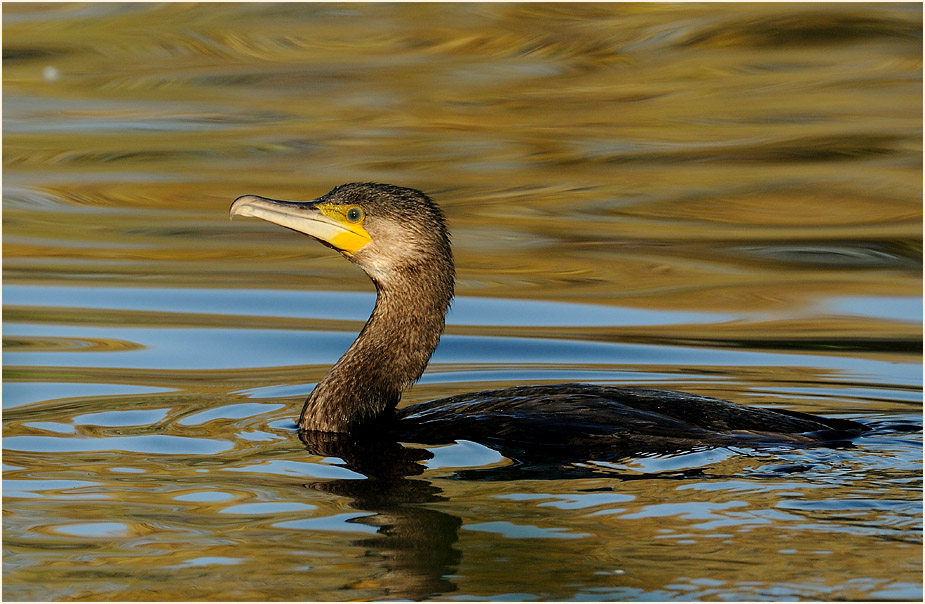 Kormoran (Phalacrocorax carbo)