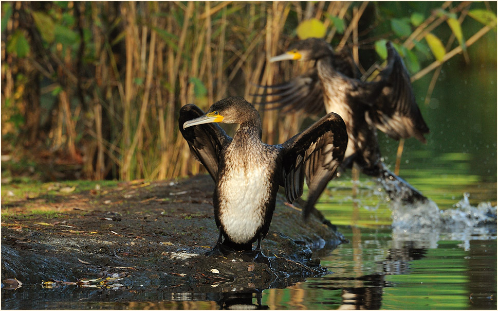 Kormoran (Phalacrocorax carbo)