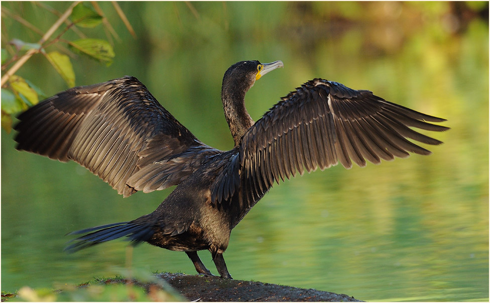 Kormoran (Phalacrocorax carbo)