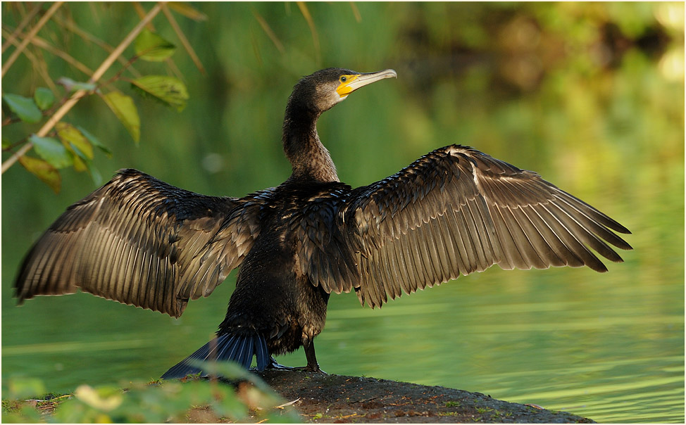 Kormoran (Phalacrocorax carbo)