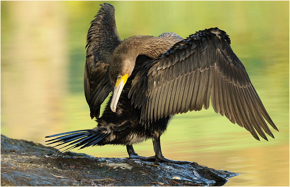 Kormoran (Phalacrocorax carbo)