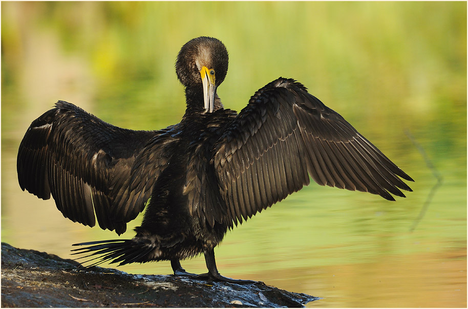 Kormoran (Phalacrocorax carbo)