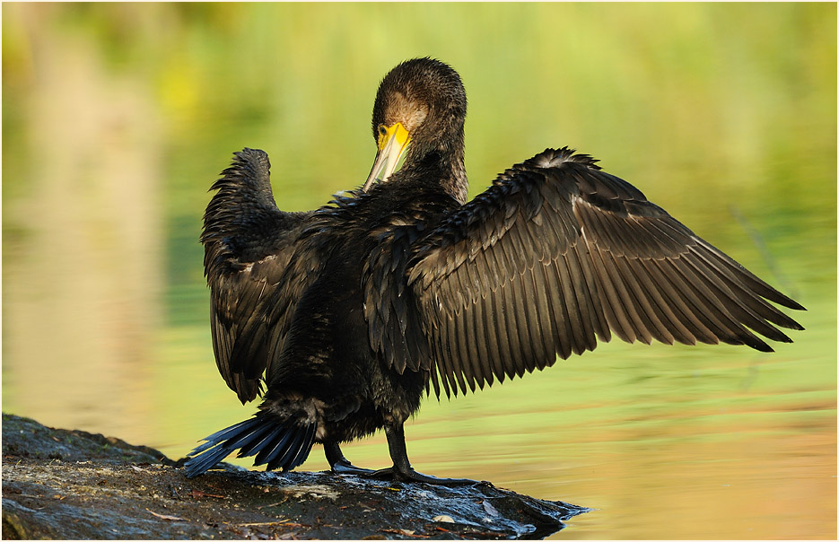 Kormoran (Phalacrocorax carbo)