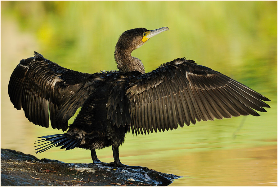 Kormoran (Phalacrocorax carbo)