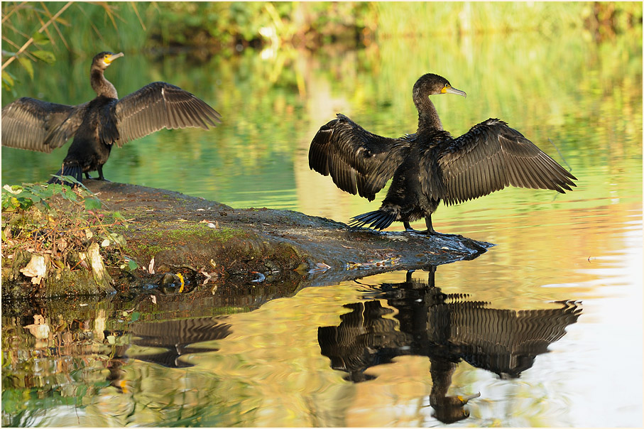 Kormoran (Phalacrocorax carbo)