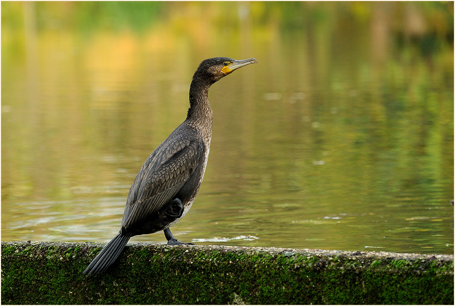 Kormoran (Phalacrocorax carbo)