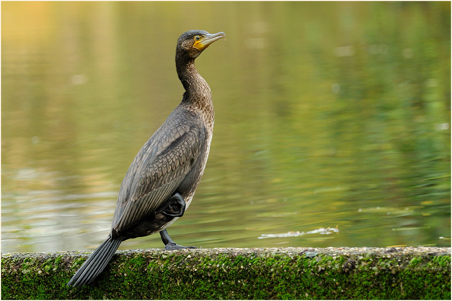 Kormoran (Phalacrocorax carbo)