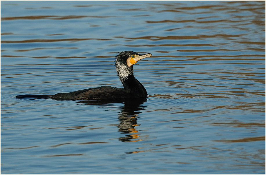 Kormoran (Phalacrocorax carbo)