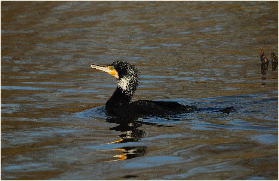 Kormoran (Phalacrocorax carbo)