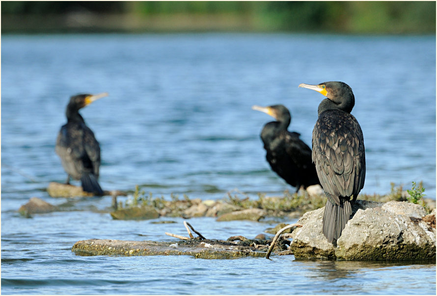 Kormoran (Phalacrocorax carbo)