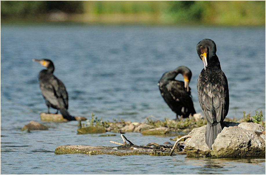 Kormoran (Phalacrocorax carbo)