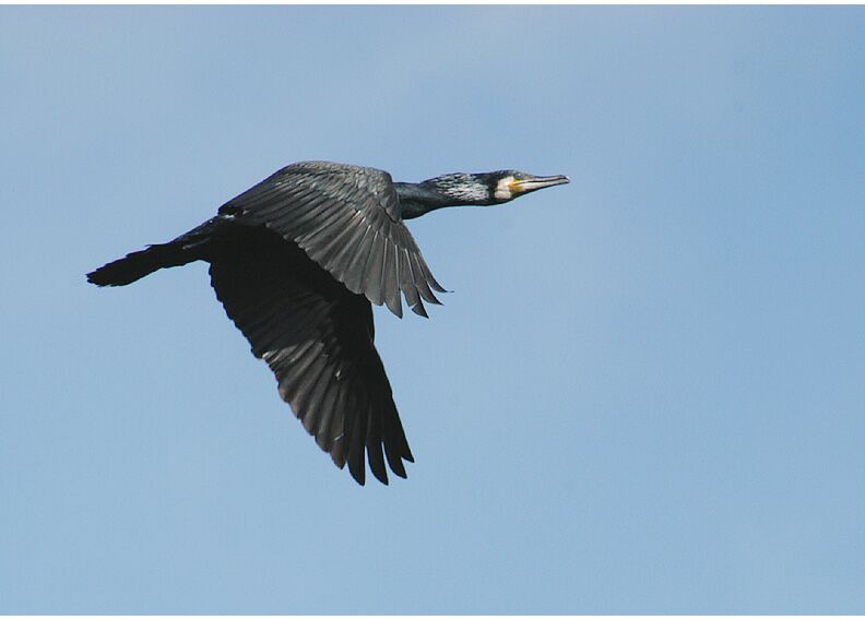 Kormoran (Phalacrocorax carbo)