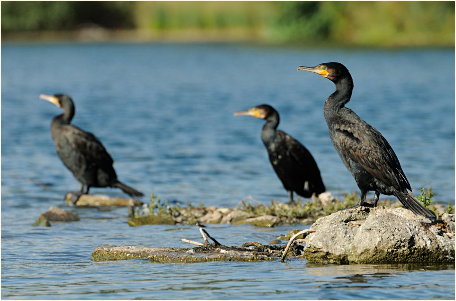 Kormoran (Phalacrocorax carbo)