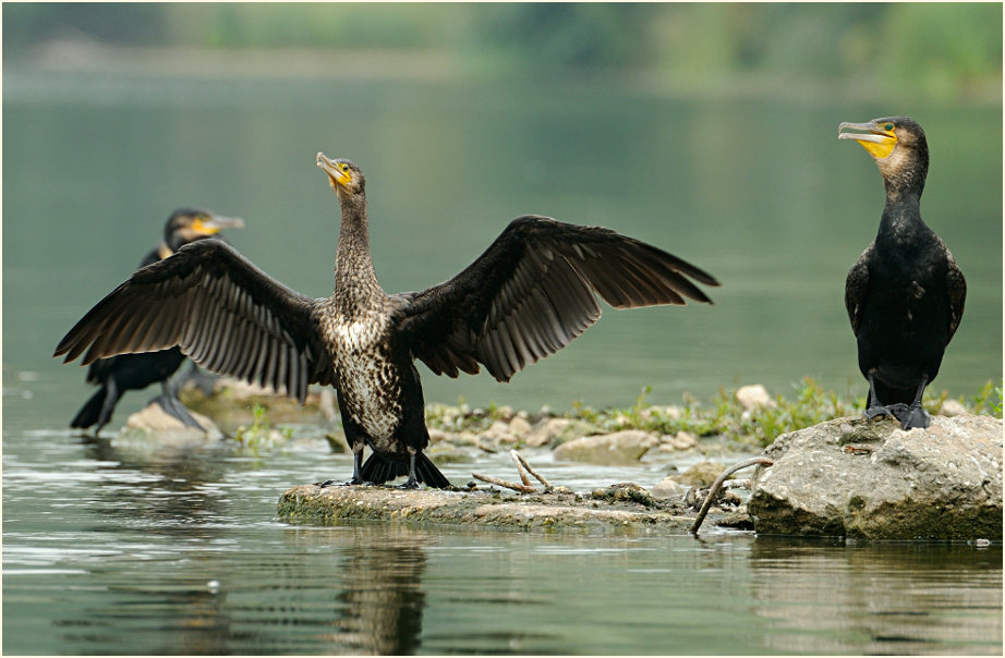 Kormoran (Phalacrocorax carbo)
