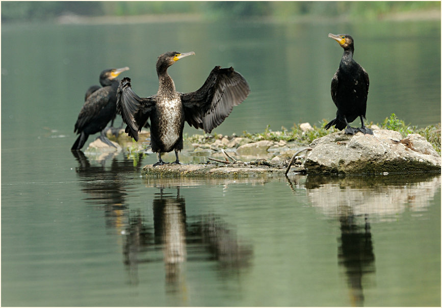 Kormoran (Phalacrocorax carbo)