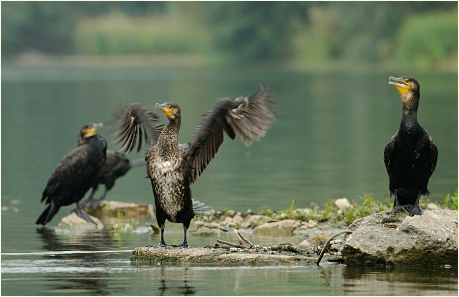 Kormoran (Phalacrocorax carbo)