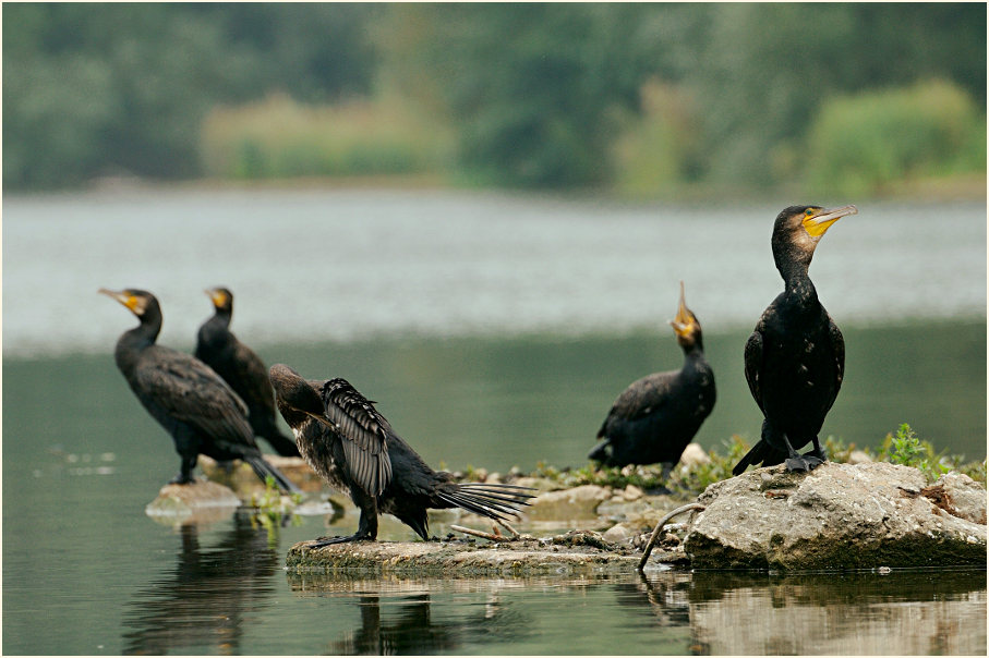 Kormoran (Phalacrocorax carbo)