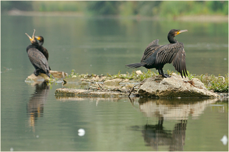 Kormoran (Phalacrocorax carbo)