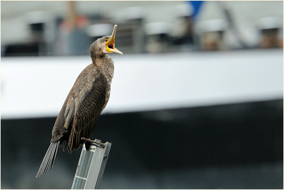Kormoran (Phalacrocorax carbo)
