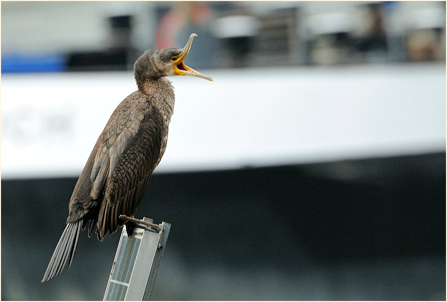 Kormoran (Phalacrocorax carbo)