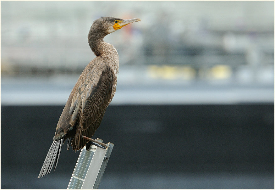 Kormoran (Phalacrocorax carbo)