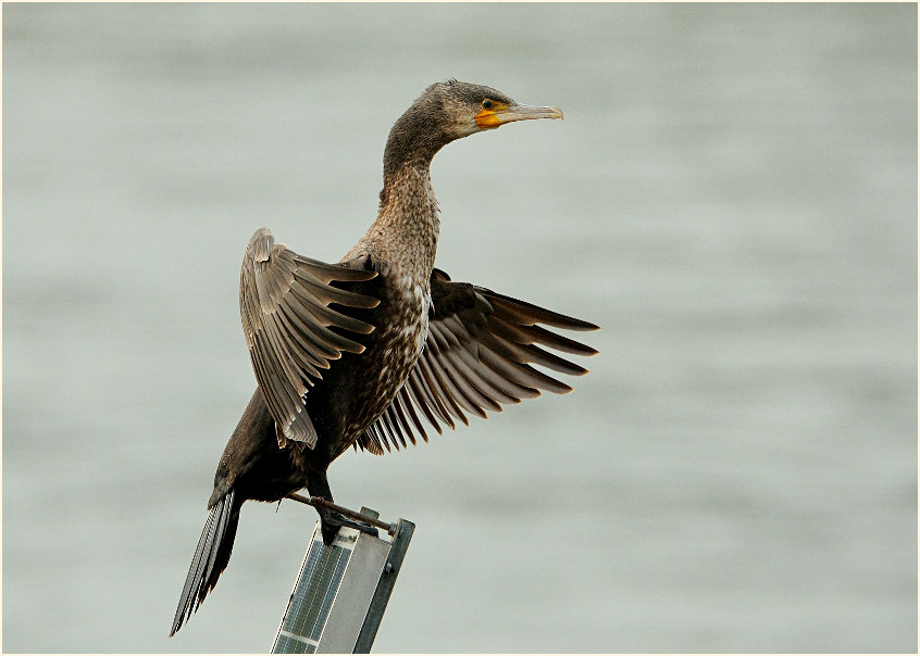 Kormoran (Phalacrocorax carbo)