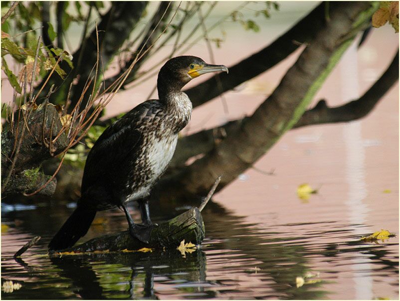 Kormoran (Phalacrocorax carbo)
