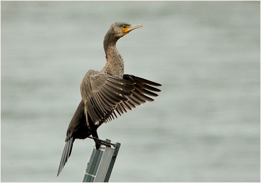 Kormoran (Phalacrocorax carbo)
