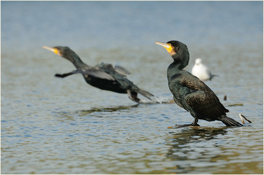 Kormoran (Phalacrocorax carbo)