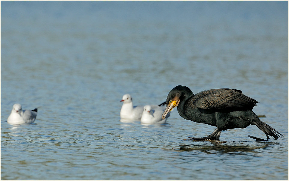 Kormoran (Phalacrocorax carbo)