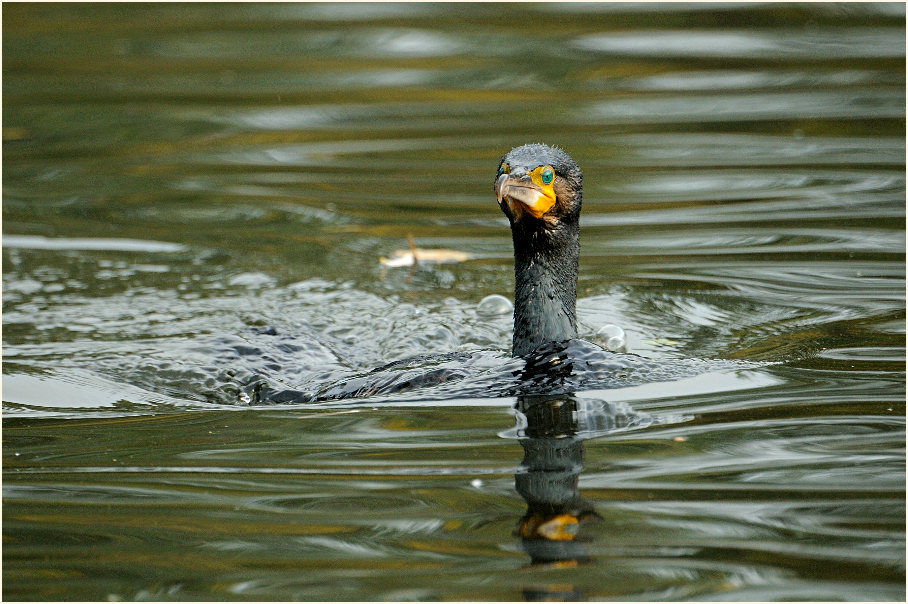 Kormoran (Phalacrocorax carbo)