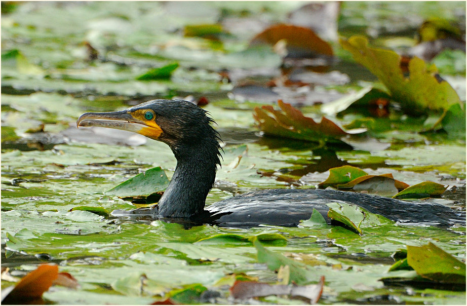 Kormoran (Phalacrocorax carbo)