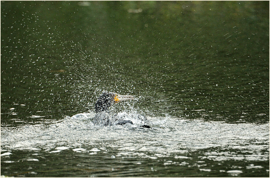 Kormoran (Phalacrocorax carbo)