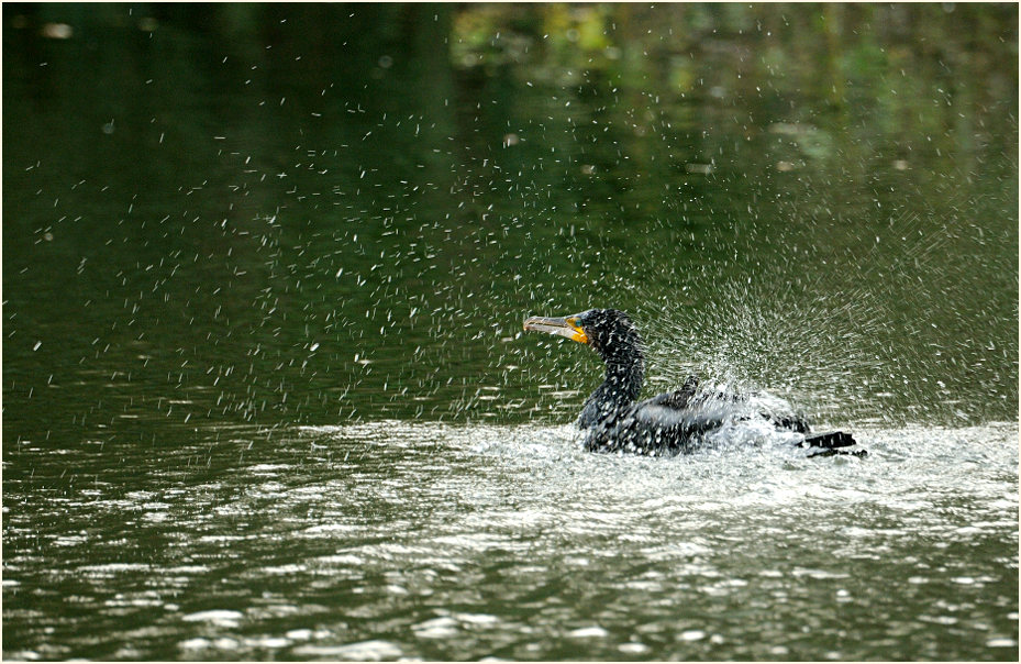 Kormoran (Phalacrocorax carbo)