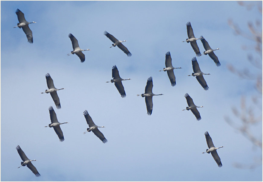 Kranichzug (Grus grus)