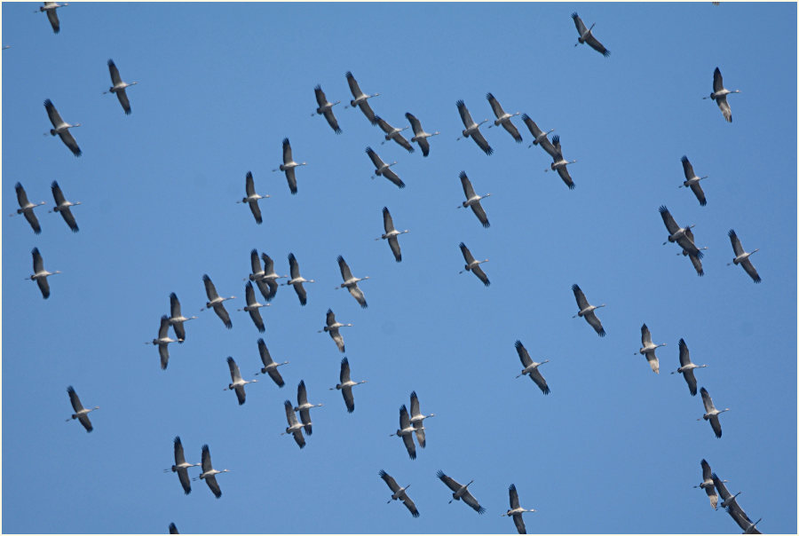 Kranichzug (Grus grus)