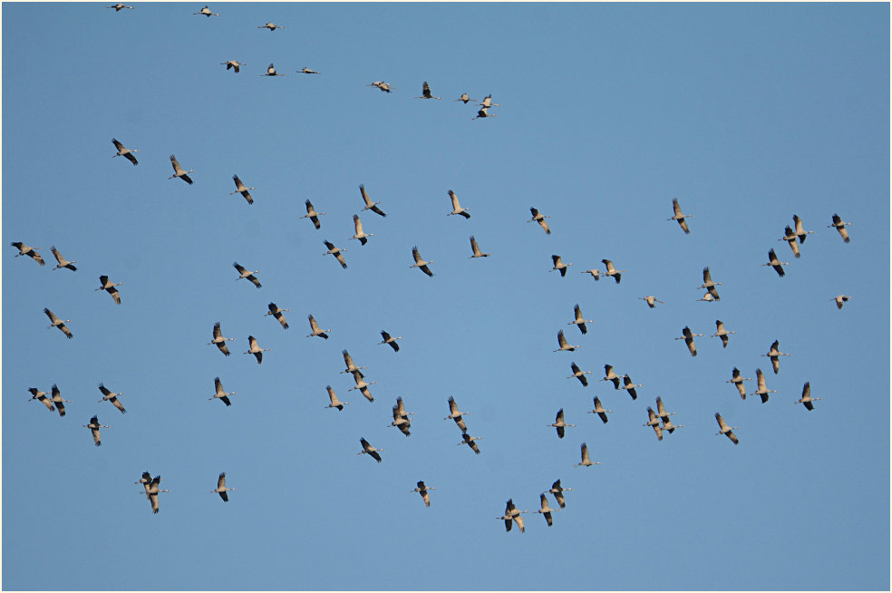 Kranichzug (Grus grus)