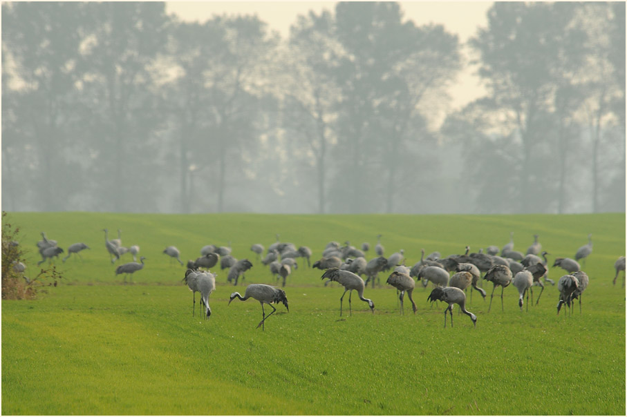 Kranich (Grus grus)