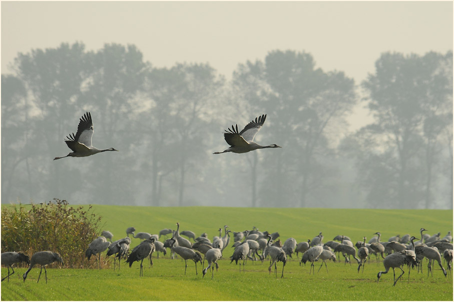 Kranich (Grus grus)
