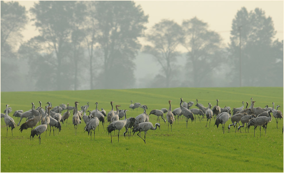 Kranich (Grus grus)