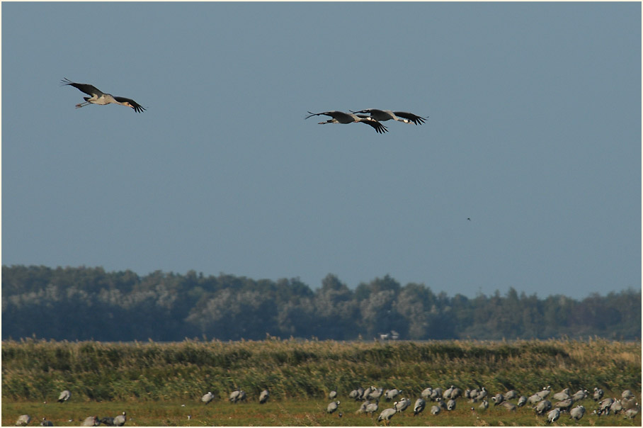 Kranich (Grus grus)