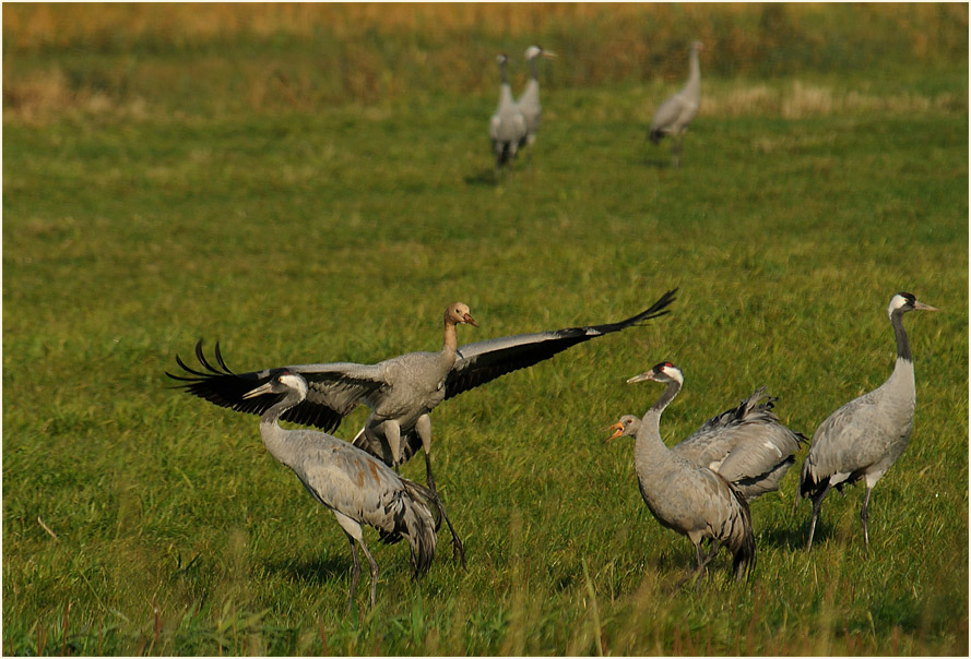 Kranich (Grus grus)