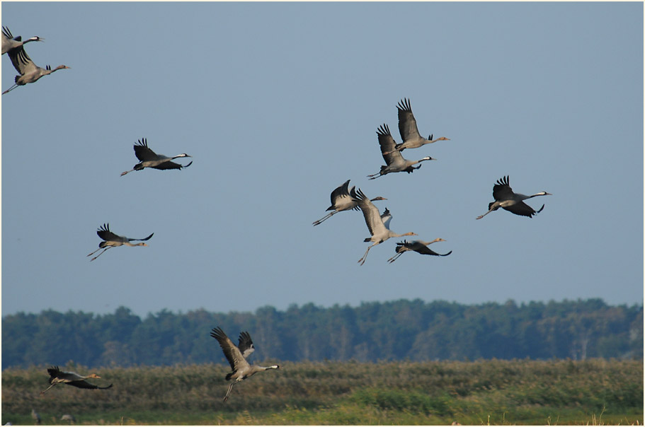 Kranich (Grus grus)