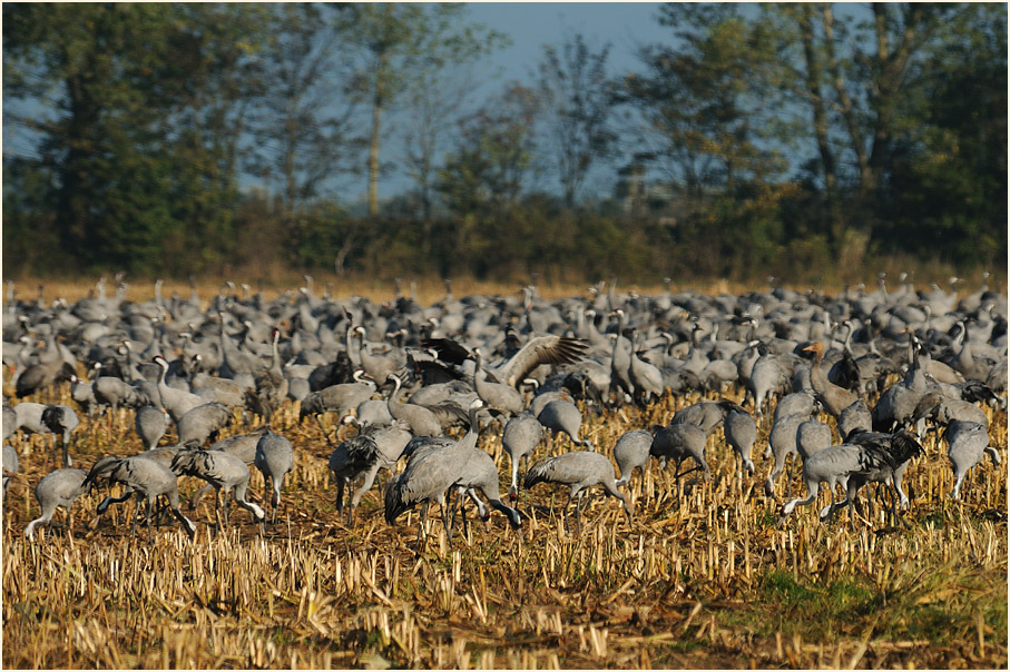 Kranich (Grus grus)