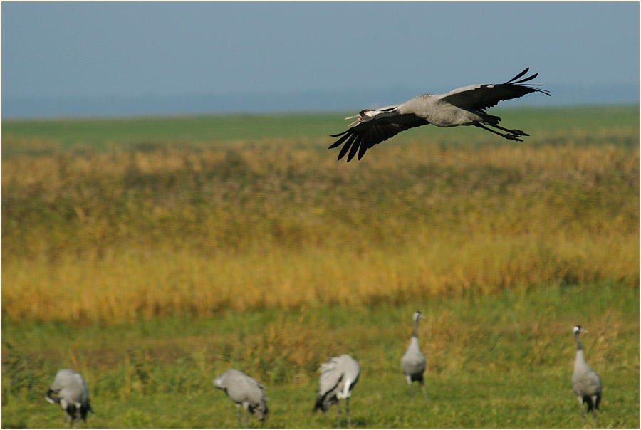 Kranich (Grus grus)