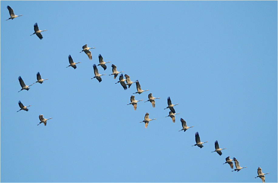 Kranichzug (Grus grus)