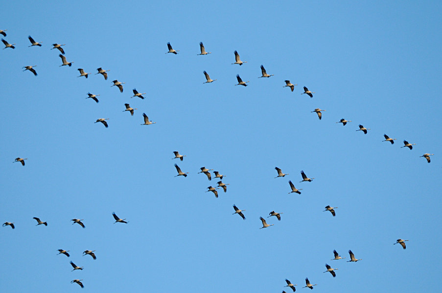 Kranichzug (Grus grus)