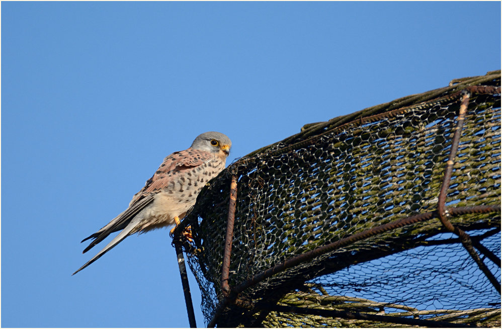 Turmfalke Naturschutzhof, Naturpark Maas-Schwalm-Nette