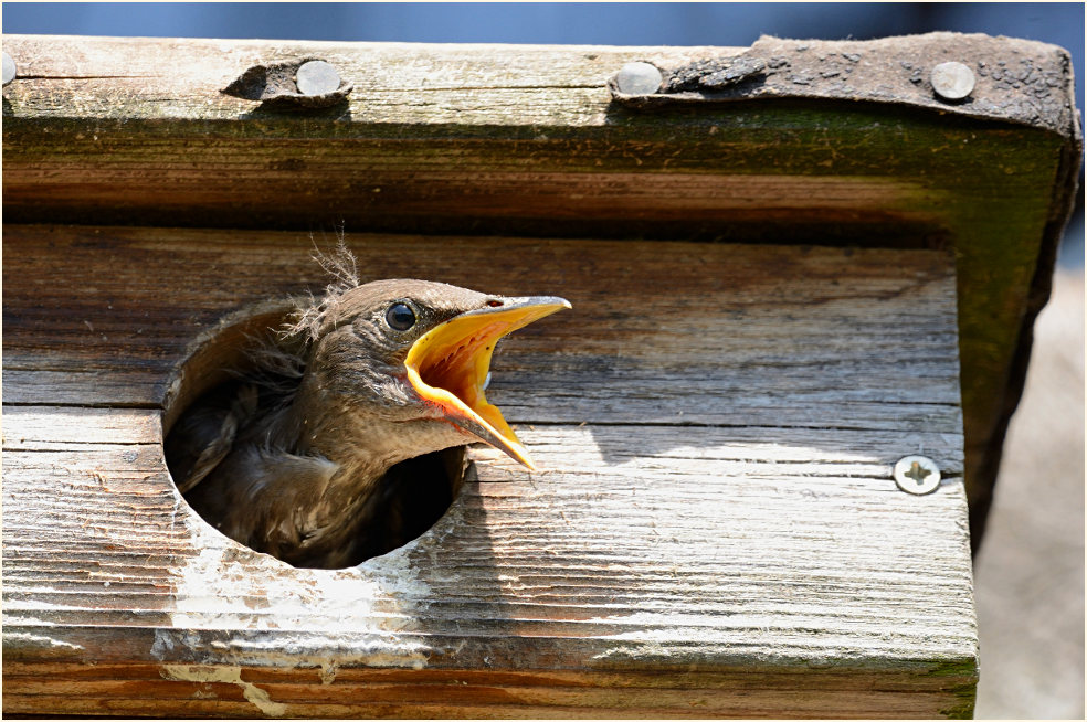 Junger Star Naturschutzhof, Naturpark Maas-Schwalm-Nette