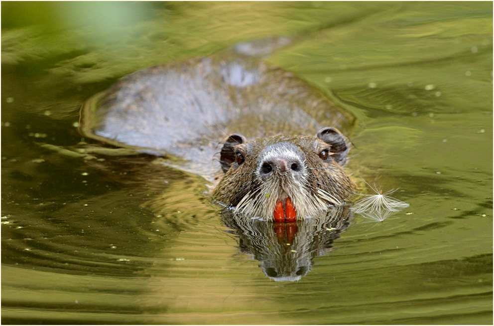 Nutria, Naturpark Maas-Schwalm-Nette